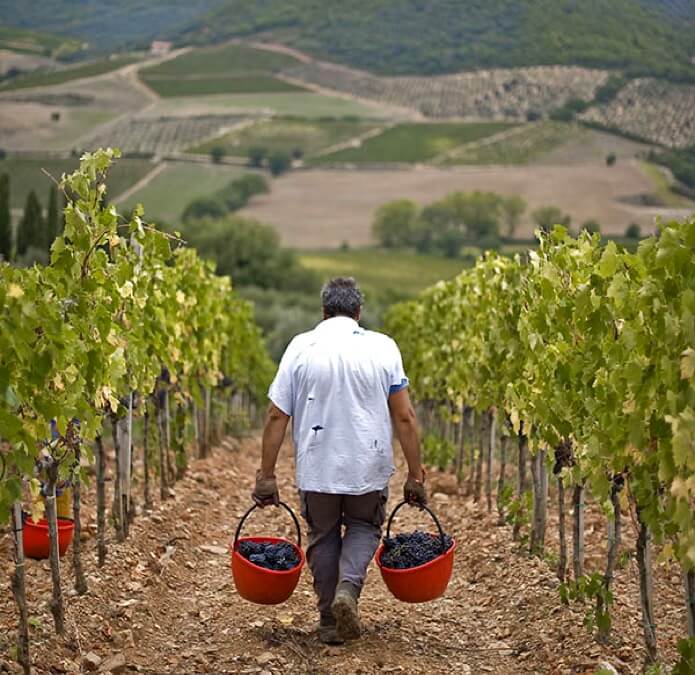 Harvest in the vineyards