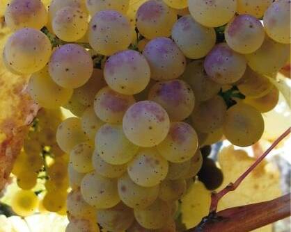 Chardonnay Grapes at Domaine de la Verpaille