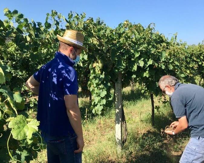 working on the vines at La Guardiense